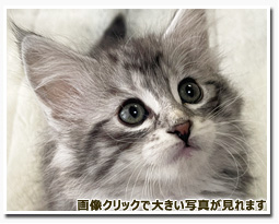 ノルウェージャンフォレストキャット