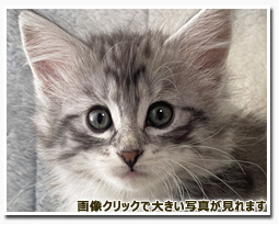 ノルウェージャンフォレストキャット