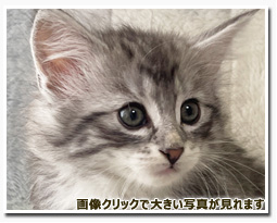 ノルウェージャンフォレストキャット