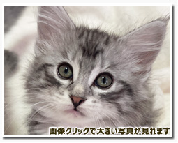 ノルウェージャンフォレストキャット