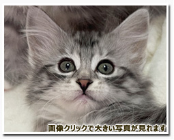 ノルウェージャンフォレストキャット