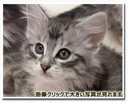 ノルウェージャンフォレストキャット