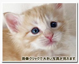 ノルウェージャンフォレストキャット