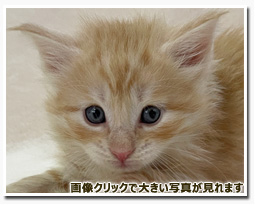 ノルウェージャンフォレストキャット