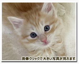 ノルウェージャンフォレストキャット