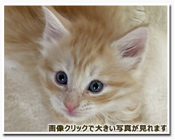 ノルウェージャンフォレストキャット