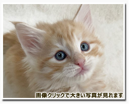 ノルウェージャンフォレストキャット