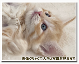 ノルウェージャンフォレストキャット