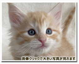 ノルウェージャンフォレストキャット