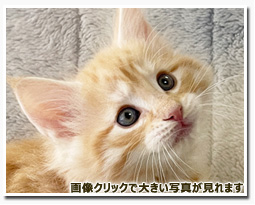 ノルウェージャンフォレストキャット