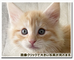 ノルウェージャンフォレストキャット