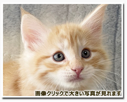 ノルウェージャンフォレストキャット