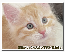 ノルウェージャンフォレストキャット