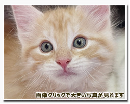 ノルウェージャンフォレストキャット