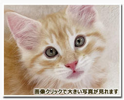 ノルウェージャンフォレストキャット