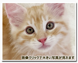 ノルウェージャンフォレストキャット