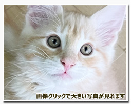 ノルウェージャンフォレストキャット