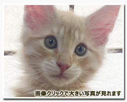 ノルウェージャンフォレストキャット