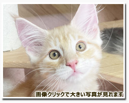 ノルウェージャンフォレストキャット