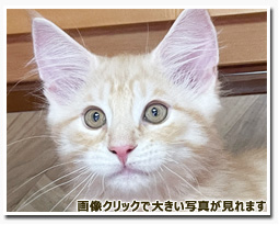 ノルウェージャンフォレストキャット