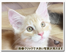 ノルウェージャンフォレストキャット