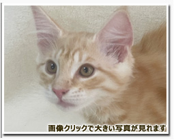 ノルウェージャンフォレストキャット