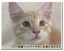 ノルウェージャンフォレストキャット