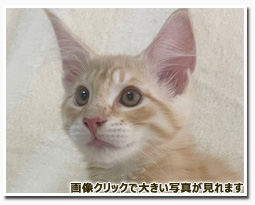 ノルウェージャンフォレストキャット