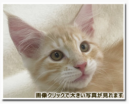 ノルウェージャンフォレストキャット