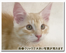 ノルウェージャンフォレストキャット