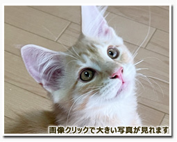 ノルウェージャンフォレストキャット