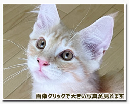 ノルウェージャンフォレストキャット