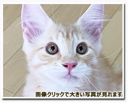 ノルウェージャンフォレストキャット