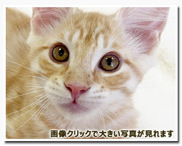 ノルウェージャンフォレストキャット