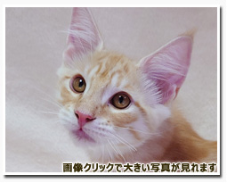 ノルウェージャンフォレストキャット