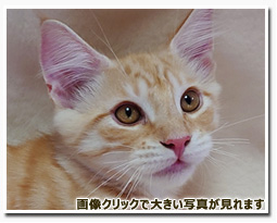 ノルウェージャンフォレストキャット