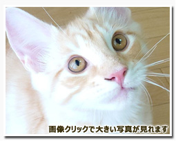 ノルウェージャンフォレストキャット