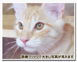 ノルウェージャンフォレストキャット