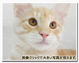 ノルウェージャンフォレストキャット