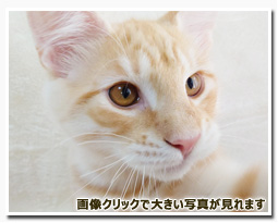 ノルウェージャンフォレストキャット