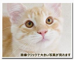 ノルウェージャンフォレストキャット