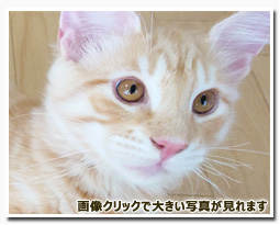 ノルウェージャンフォレストキャット