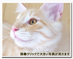 ノルウェージャンフォレストキャット