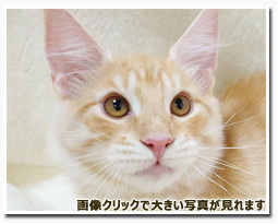 ノルウェージャンフォレストキャット