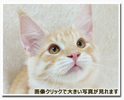 ノルウェージャンフォレストキャット