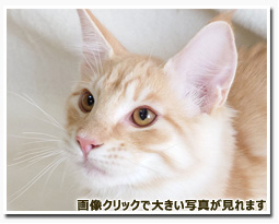 ノルウェージャンフォレストキャット