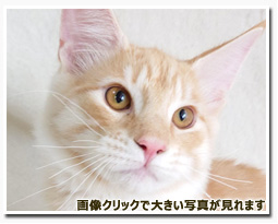 ノルウェージャンフォレストキャット