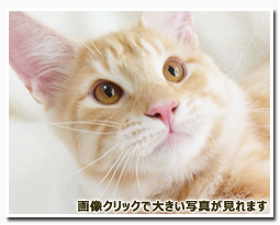 ノルウェージャンフォレストキャット