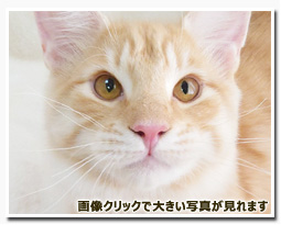 ノルウェージャンフォレストキャット