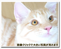 ノルウェージャンフォレストキャット